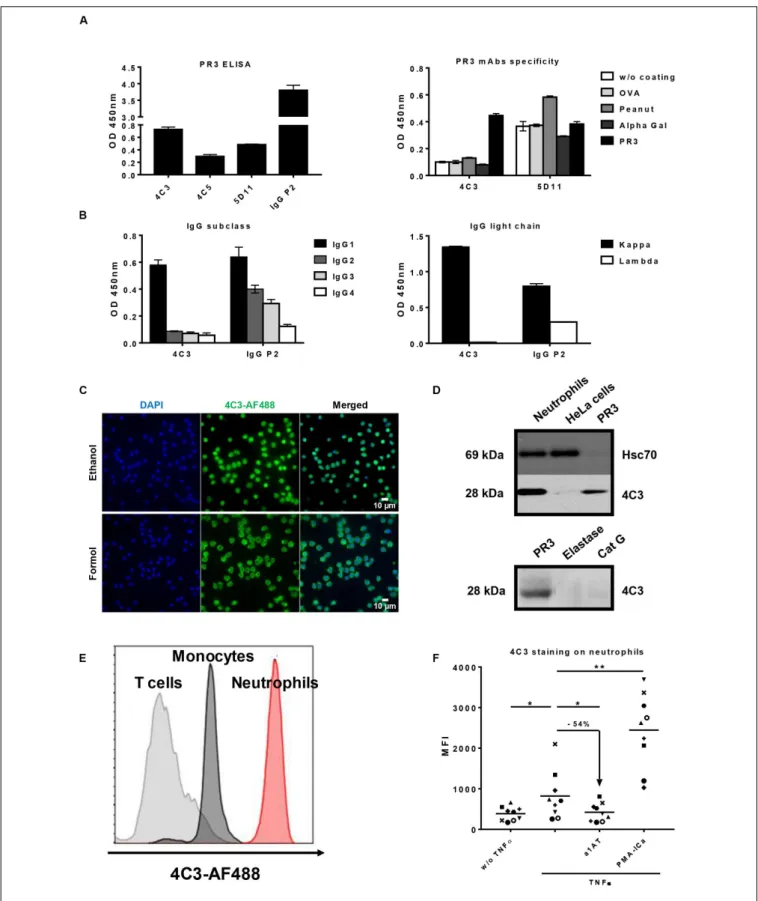 FIGURE 1 | Identification and characterization of an anti-proteinase 3 (PR3) monoclonal human antibody 4C3