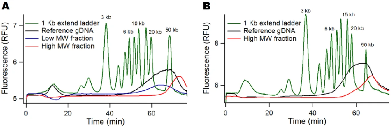 Figure 6: High MW size selection of genomic DNA. (A) The graph shows the DNA ladder in green, the unpurified 