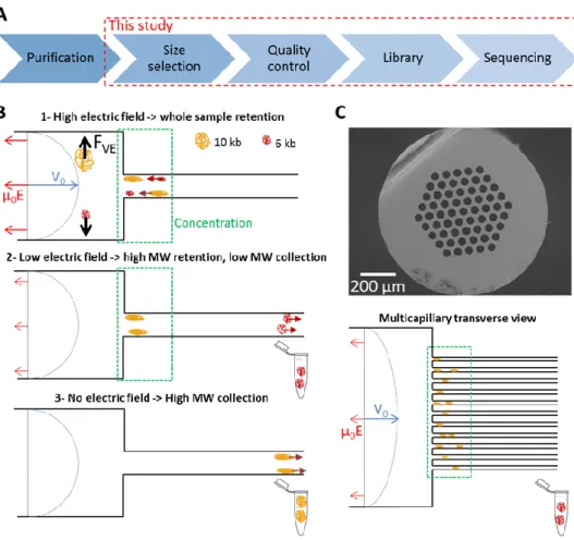 Figure 1 : Principle of the DNA size selection filter for TGS. (A) The panel shows the main steps of the process flow for 