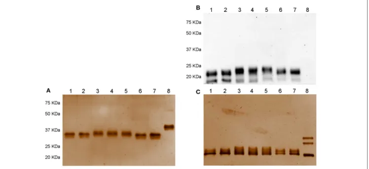 FIGURE 1 | Western blotting (A) and silver staining analysis (B,C) of Gonal-f ® and biosimilars under non-denaturing-non reducing and denaturing-reducing conditions