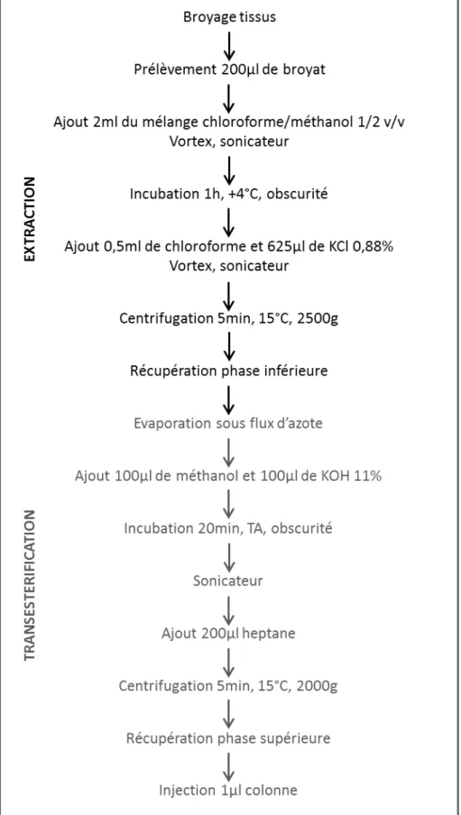 Figure   7   :   protocole   d’extraction   des   acides   gras   selon   la   méthode   de   Bligh   and   Dyer          