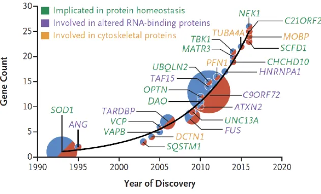 Figure 7  :  Les  nouveaux  gènes  de  SLA  et  leurs  implications  au  sein  des  différents  mécanismes  pathologiques