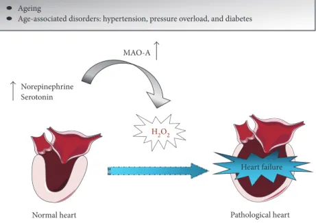 Figure 2: Putative role of MAO-A in heart failure. Ageing- and age-associated disorders show increased MAO-A expression and enhanced release of norepinephrine and serotonin