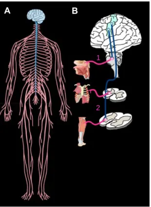 Figure 1 | Le système nerveux. A)  Le  système  nerveux  se  divise  en  deux  parties  :  le  système  nerveux  central  (SNC)  (bleu) composé  de  la  moelle  épinière,  du  tronc  cérébral,  du  cerveau  et  du  cervelet  et  le  système  nerveux  périp
