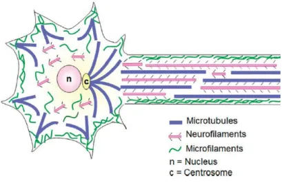 Figure 6 | Distribution des constituants du cytosquelette neuronal. Le cytosquelette est composé  des microfilaments d’actine, de  MTs et de filaments intermédiaires (NFs)
