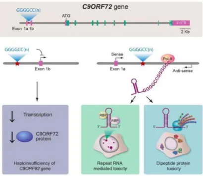 Figure 9 | Trois hypothèses mécanistiques de la pathogénie des expansions au niveau du  gène C9ORF72