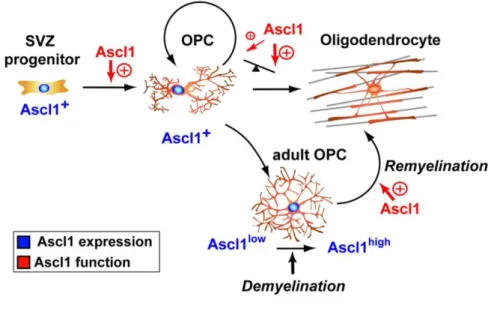 Figure 14. Model for Ascl1 function in oligodendrogenesis. Ascl1 is expressed in cortical SVZ progenitors and  the OPCs they generate, being downregulated upon oligodendrocyte differentiation