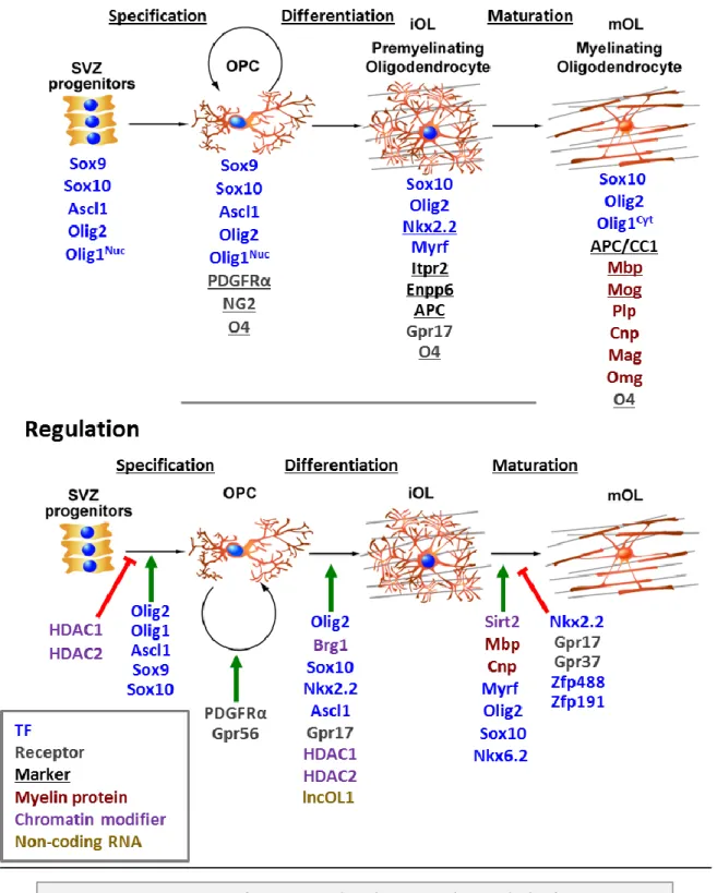 Figure 19. Summary of expression and regulation in OLs by TF and other factors. 