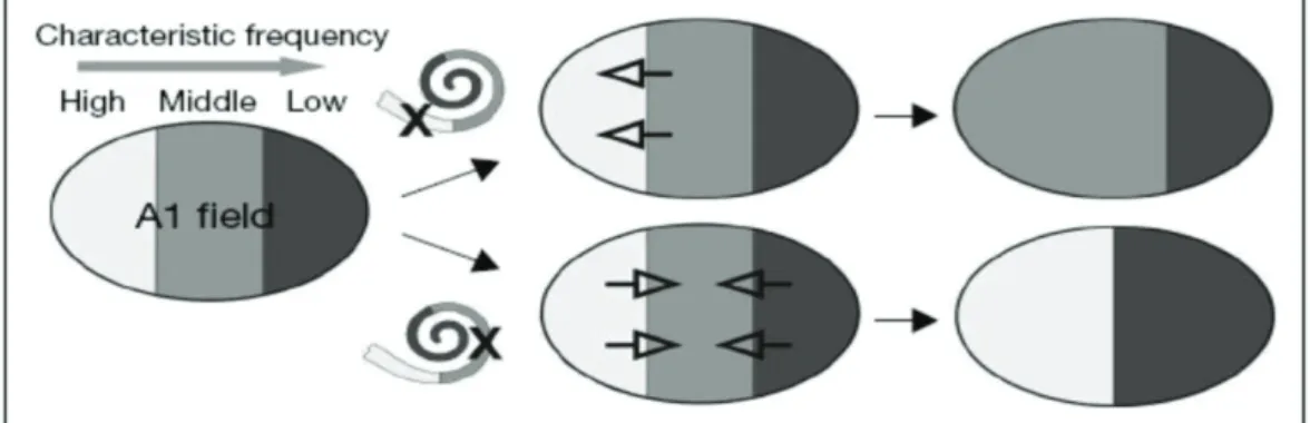 Figure 4.1 Une lésion cochléaire à la base de la cochlée (région codant pour les  hautes fréquences) conduit à une représentation étendue des fréquences médium