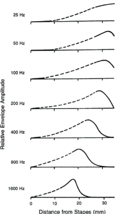 Figure 6.1 (Fig. gauche) Enveloppe de vibration de la membrane basilaire pour  différents sons purs