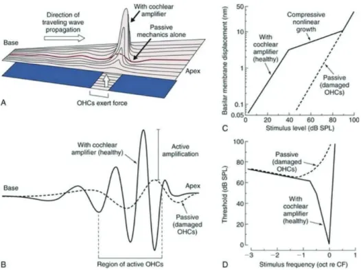 Figure 6.6 Correspondance tonotopique entre la position sur la cochlée et la  fréquence caractéristique (d’après T