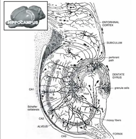 Figure  1:  Représentation  schématique  de  la  formation  hippocampique  en  coupe transversale  