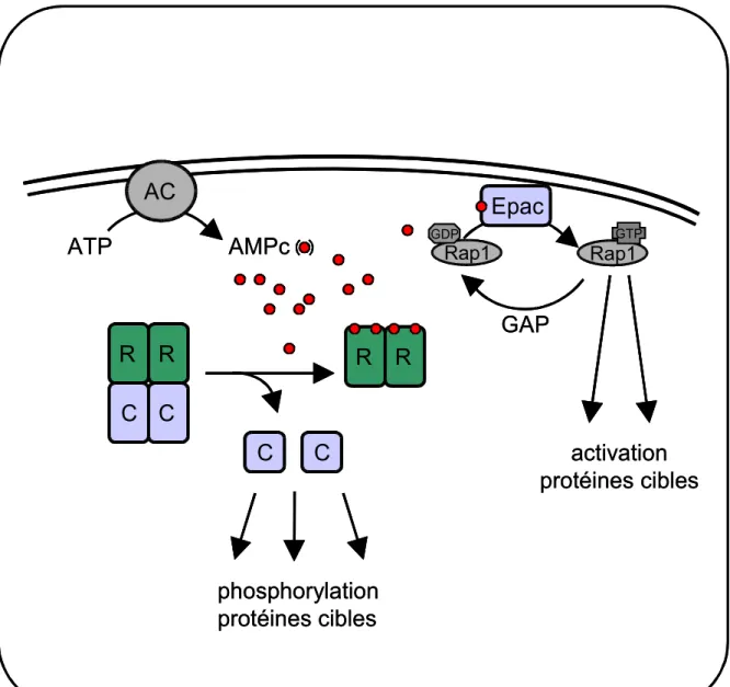 Figure 2: Récepteurs intracellulaires  de l’AMPc.  La production de l’AMPc  par  les  adénylate cyclases (AC) entraîne une augmentation intracellulaire d’AMPc