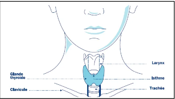 Figure 3: La glande thyroïde et le thyrocyte. A) La glande thyroïde est positionnée en avant  de  la  trachée  sous  le  larynx