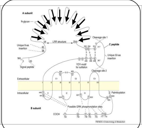 Figure   4:   Le   TSHR.  Le   large   domaine   extracellulaire   (400   aa)   est caractéristique des récepteurs des hormones glycoprotéiques; Deux insertions de 8 aa et 50 aa sont propres au TSHR