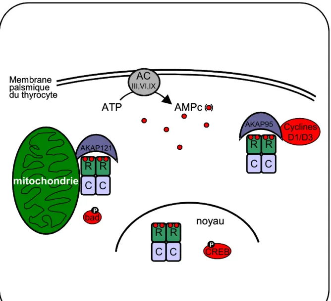 Figure 5: Le signal AMPc/PKA dans le thyrocyte. CyclinesD1/D3ATPAMPcRCACCRRC CRAKAP121AKAP95badPCREBPRC CRIII,VI,IXnoyaumitochondrieMembrane palsmique du thyrocyte