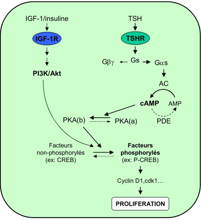 Figure  7:  Schéma de  la  signalisation de l’activation du  TSHR et  de l’IGF-1R  dans  la  régulation  de  la  prolifération  du  thyrocyte