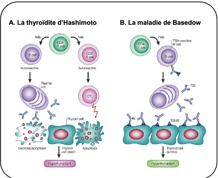 Figure  8: L’auto-immunité thyroïdienne  produit  2  processus  pathologiquement  opposés
