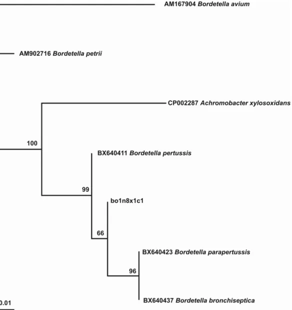 Figure 3. Phylogenetic tree of rpoB bor1 segment from boul 1: the phylogeny indicates that the sequence obtained from the ancient boul 1 sample belongs to a species of the genus Bordetella, or to particular strains of B