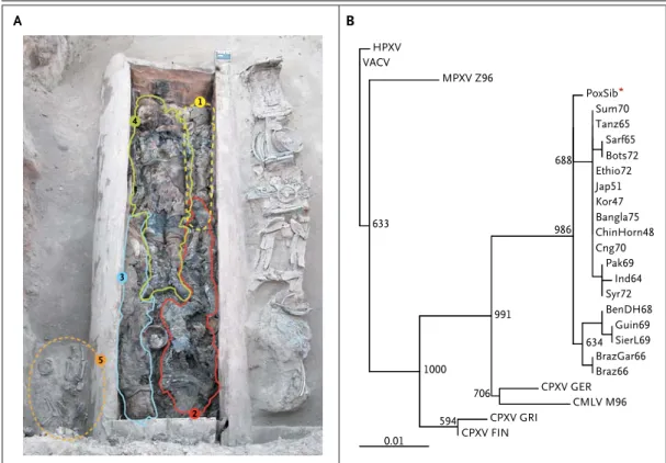 Figure 1. Grave Containing Five Mummies and Phylogenetic Analysis of Virus Detected in Tissue Samples Obtained  from Mummy 2