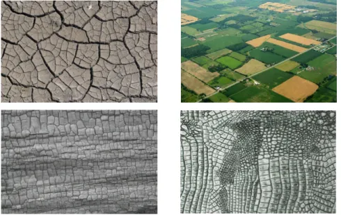 Figure 1: Examples of spatial patterns that may be approximated by a T-tessellation. From upper left panel to lower right one: a cracked soil, an agricultural landscape in Colorado, a texture of burnt wood, a fragment of alligator skin.