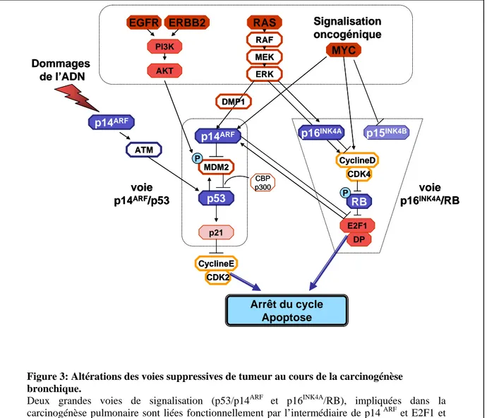 Figure 3: Altérations des voies suppressives de tumeur au cours de la carcinogénèse  bronchique