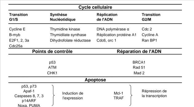 Tableau 3: Exemples de gènes cibles de E2F1 l'impliquant dans des processus cellulaires variés