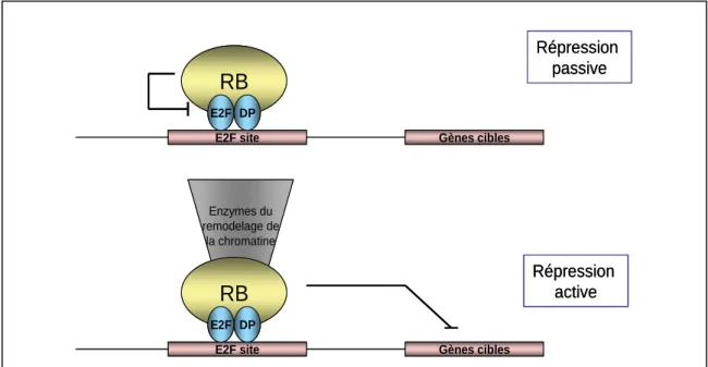 Figure 8: Mécanismes de répression de la transcription dépendante de E2F1, médiée par RB