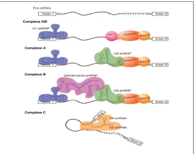 Figure  22 :  Assemblage  du  splicéosome  et  interactions  séquentielles  des  protéines  SR  sur le pré-ARNm