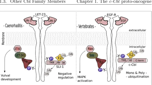 Figure 1.7: conserved E3-ligase function of c-Cbl