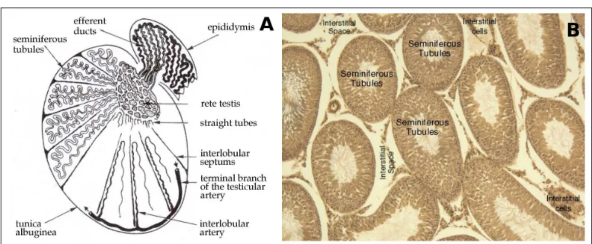 Figure 2.1: structure of the testis