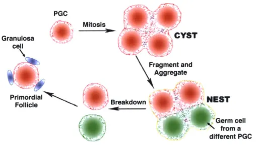 Fig.  1.4.  The Formation and Breakdown  of the Cyst.