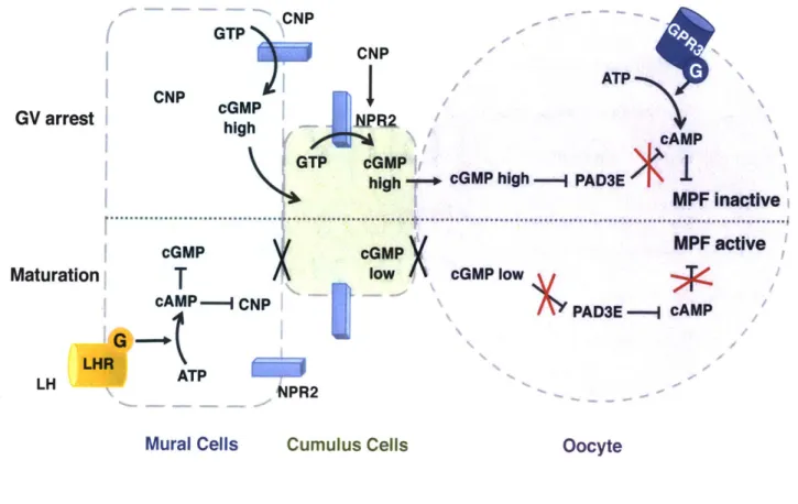 Fig.  1.6.  The  GV Arrest and Meiotic  Resumption