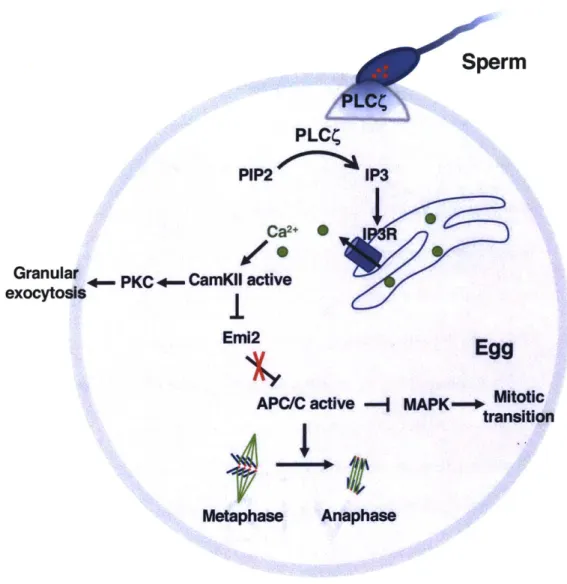 Fig.  1.8.  Egg  Activation  by  Sperm