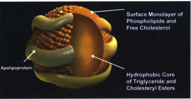 Fig.  1.11.  Structure  of a  Lipoprotein  Particle.