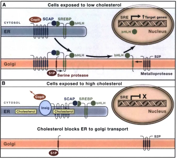 Fig.  1.14. SCAP  Regulation  of SREBP