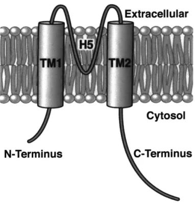 Fig.  1.18.  Kir Subunit