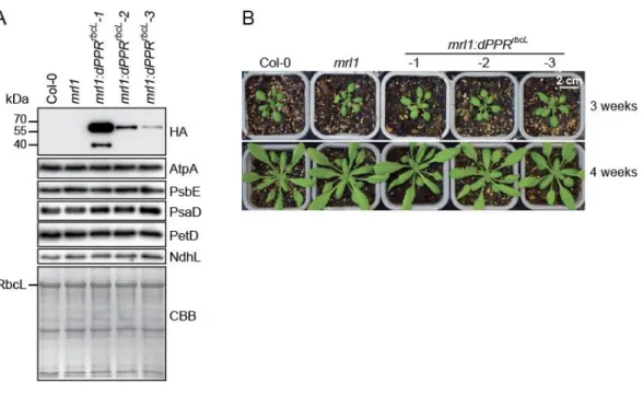 Figure  2.  Phenotype  of  transgenic  mrl1  Arabidopsis  plants  expressing  dPPR rbcL 