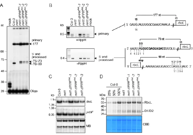 Figure  3.  Functional  complementation  assay  of  mrl1  Arabidopsis  mutant  by  dPPR rbcL 