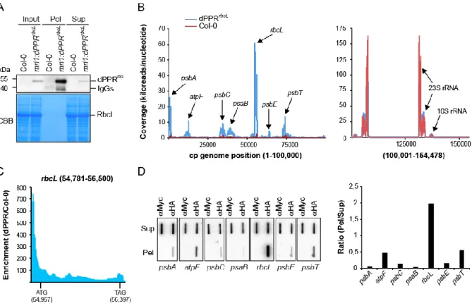 Figure 4. Chloroplast genome-wide analysis of RNAs associated with dPPR rbcL  in vivo