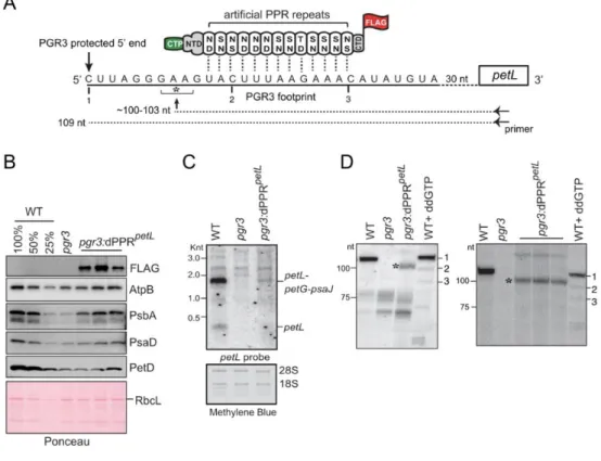 Figure  5.  Partial  complementation  of  PGR3’s  petL  RNA  stabilization  function  by  dPPR petL 