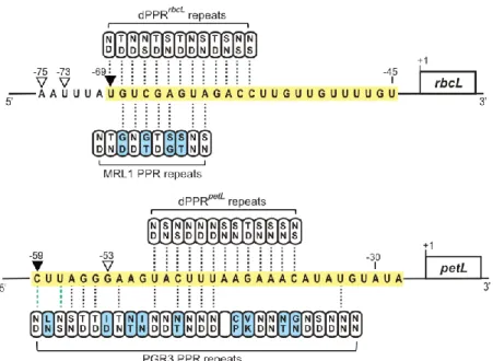 Figure 6. Alignments between dPPR rbcL , dPPR petL  and MRL1, PGR3 and their respective designated  or predicted rbcL and petL binding sites