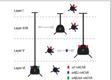 FIGURE 1 | Summary of the main findings concerning nAChRs in the mPFC. Pyramidal cells in layer V and VI are directly modulated by nicotinic receptors, through α 7 and β 2* nAChRs respectively