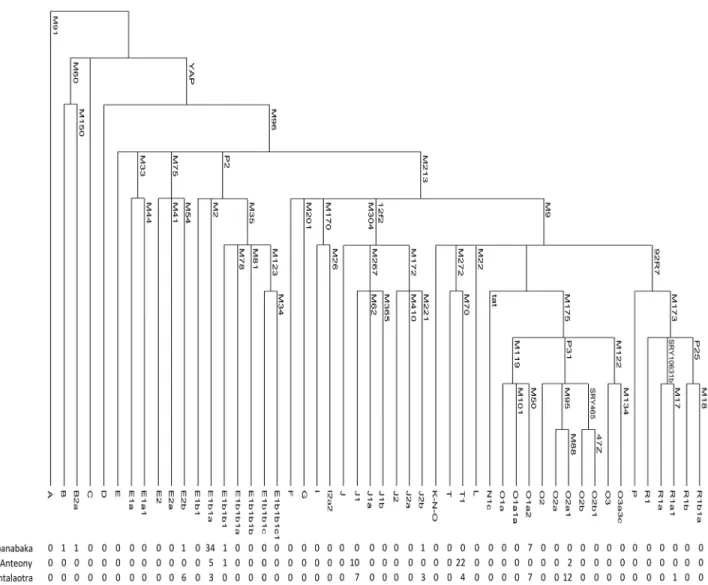 Figure 2.  Absolute frequency of NRY haplogroups in the Antemoro.  The maximum parsimony phylogeny relating the NRY haplogroups is label with markers that define them.