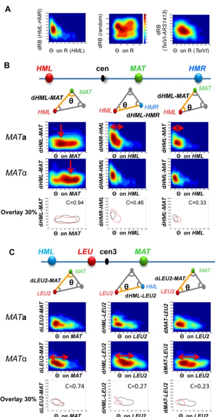 Fig 2. Folding of the left arm of the chromosome 3 differs in a subset of MAT a and MATα cells