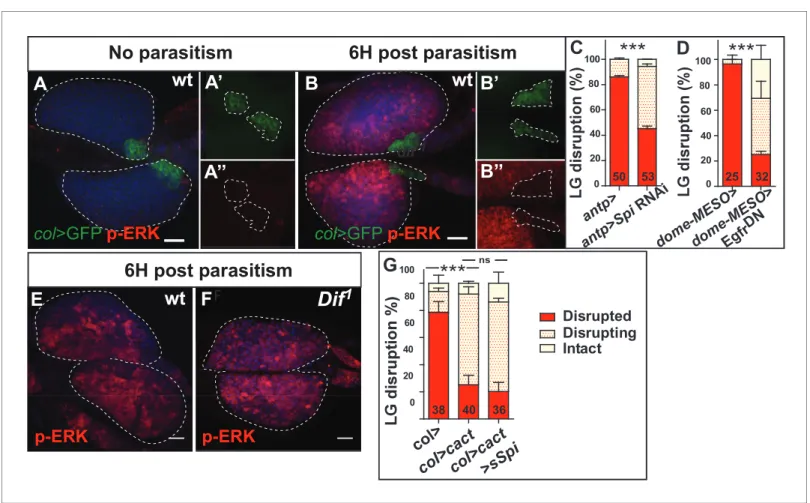 figure supplement 3D–F). Collectively, these data indicate that, in response to parasitism, the EGFR pathway is activated in lymph gland progenitors, leading to lymph gland dispersal.