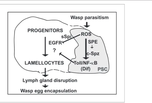 Figure 8. Proposed gene regulatory network that controls lymph gland rupture upon wasp parasitism