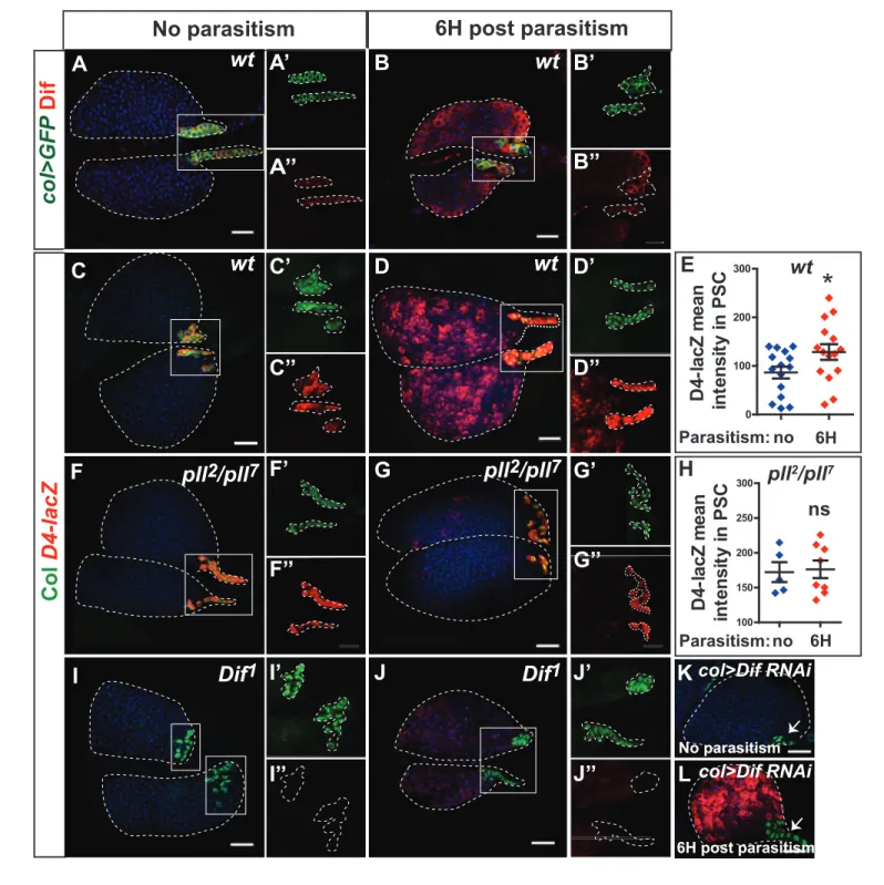 Figure 3. Dif-dependent Toll/NF-kB activation in PSC cells. (A, B) Dif (red) immunostaining of col &gt; mCD8 GFP (col &gt; GFP, green) lymph glands without (A) and 6 hr post-parasitism (B)