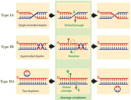 Figure  1:  Different  catalytic  mechanisms  of  topoisomerases.  Type  IA  and  IIA  enzymes  act  by  strand  passage  with  one  single- single-strand break or one double-single-strand break, respectively