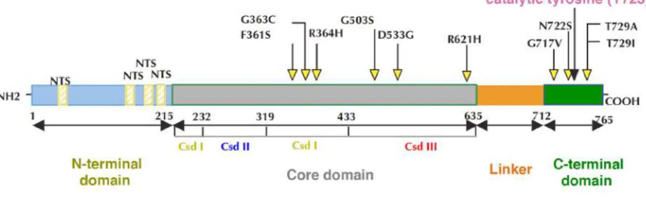 Figure 2: Schematic of Top1 domains. The four main domains of Top1 and catalytic tyrosine (pink) are illustrated